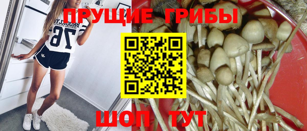 Псилоцибиновые грибы Psilocybe Тихорецк